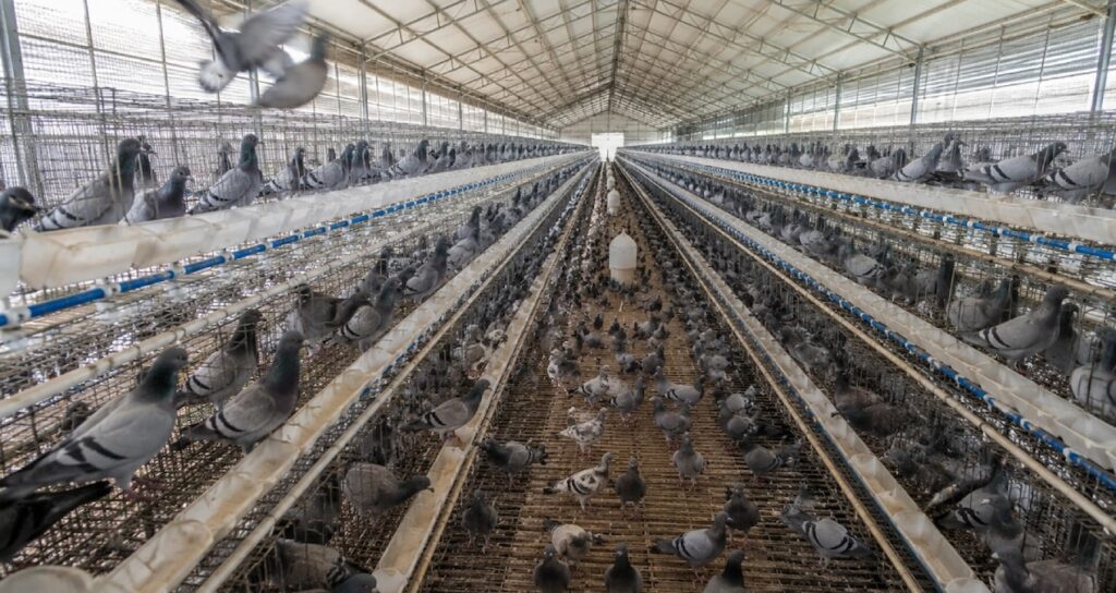 O ülkede güvercin eti talebi patladı: Yılda 600 milyon güvercin tüketiliyor