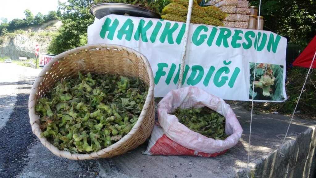 Yeni sezonun ilk fındığı! Kilosu 200 TL